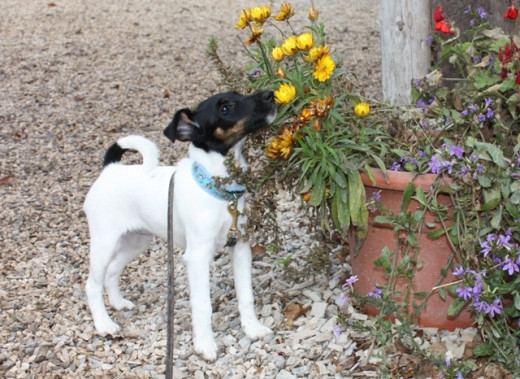 Ich ess Blumen, denn Tiere tun mir leid...