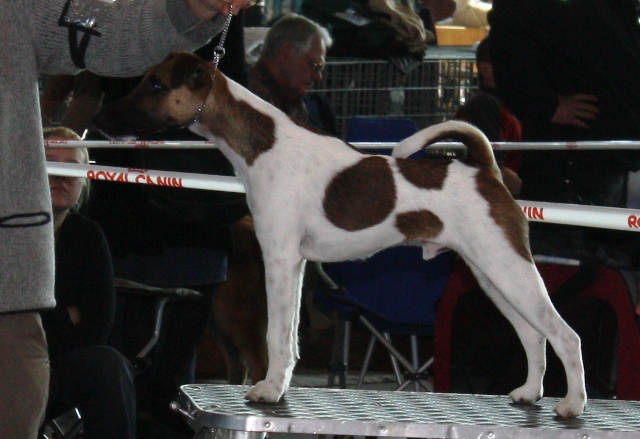 Easy bei der CACIB in Stuttgart am 6.11.2011