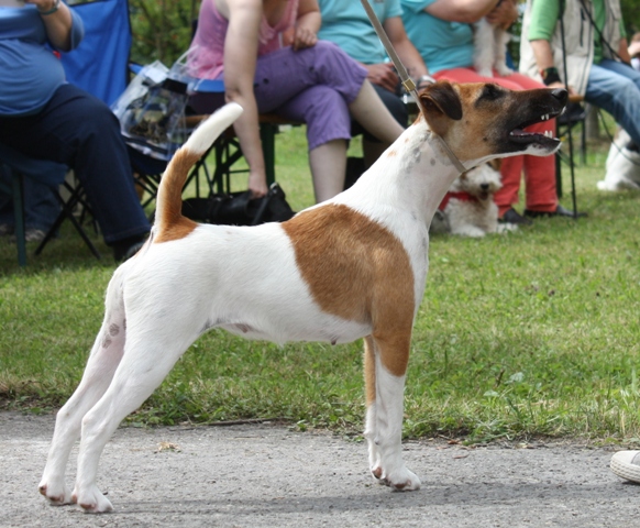 Supergirle de la Rosan, V1, Anw. Dt. Ch. (VDH), CAC, BOB