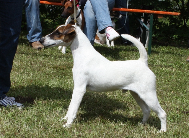 Calypso Boy von Sachsenland